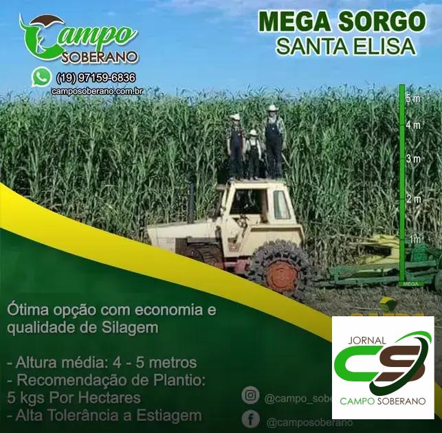 Valor Nutricional da Silagem do Mega Sorgo Santa Elisa para Gado em Teodoro Sampaio