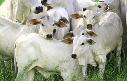 arrobas de boi gordo por bezerro