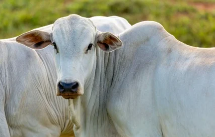 variação do preço do bezerro