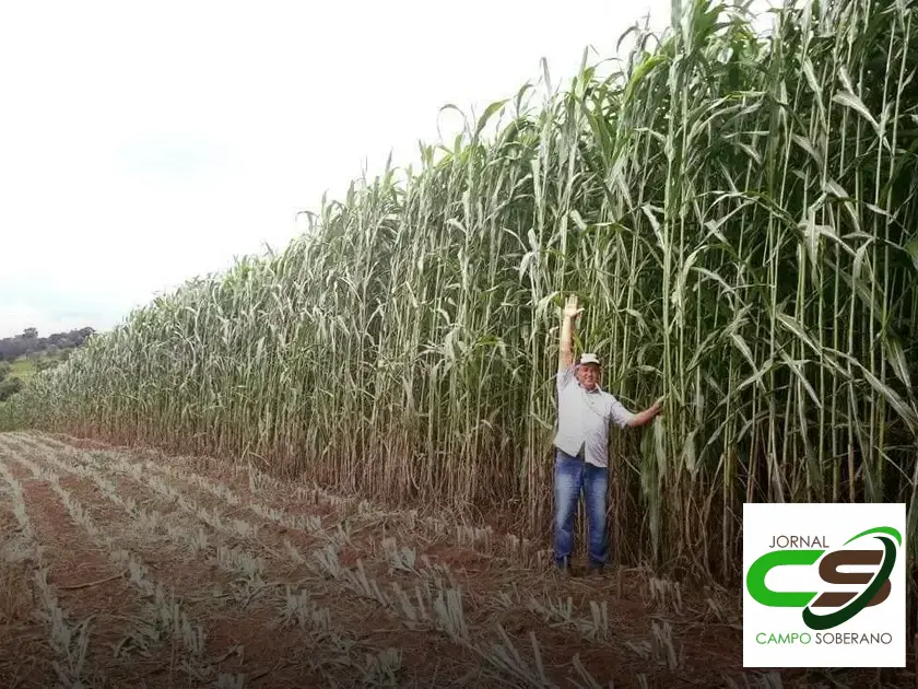 Venda de sementes de Mega Sorgo Santa Elisa para silagem em Abre Campo