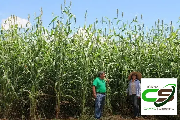 Venda de sementes de Mega Sorgo Santa Elisa em Águas Vermelhas: conheça a melhor opção para silagem 2 Venda de sementes de Mega Sorgo Santa Elisa para silagem em Águas Vermelhas