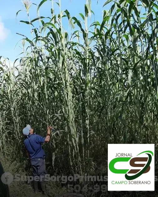 Venda de sementes de Mega Sorgo Santa Elisa para silagem em Porto Seguro