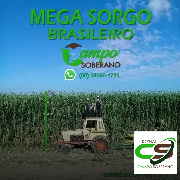 Venda de sementes de Mega Sorgo Santa Elisa para silagem em Santa Cruz da Vitória