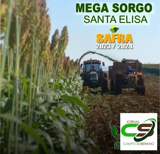 Venda de sementes de Mega Sorgo Santa Elisa para silagem em Abaeté