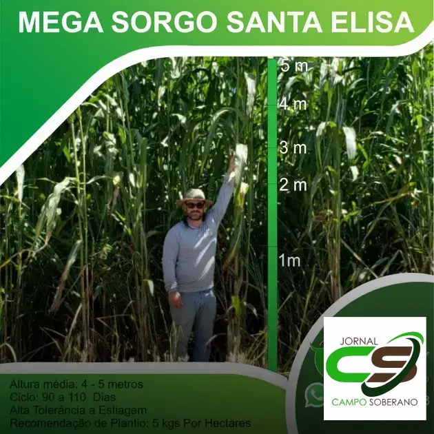 Venda de sementes de Mega Sorgo Santa Elisa para silagem em Acaiaca