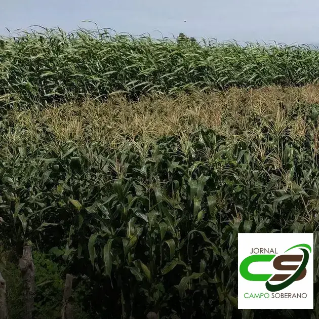 Venda de sementes de Mega Sorgo Santa Elisa para silagem em Água Boa