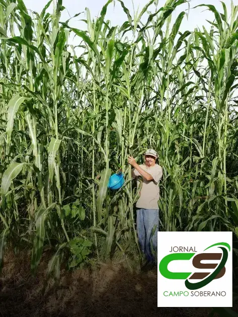 Venda de sementes de Mega Sorgo Santa Elisa para silagem em Além Paraíba