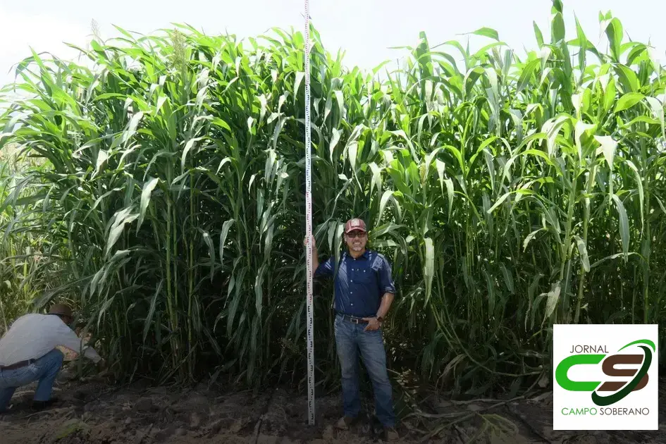 Venda de sementes de Mega Sorgo Santa Elisa para silagem em Amparo do Serra