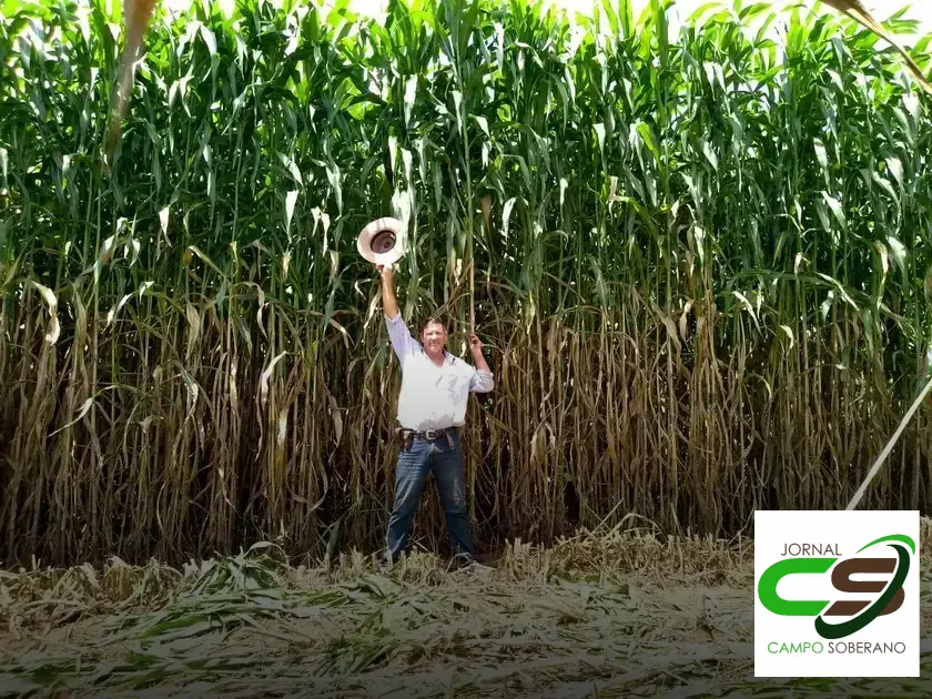 Venda de sementes de Mega Sorgo Santa Elisa para silagem em Andrelândia: saiba como garantir uma colheita abundante 2 Venda de sementes de Mega Sorgo Santa Elisa para silagem em Andrelândia