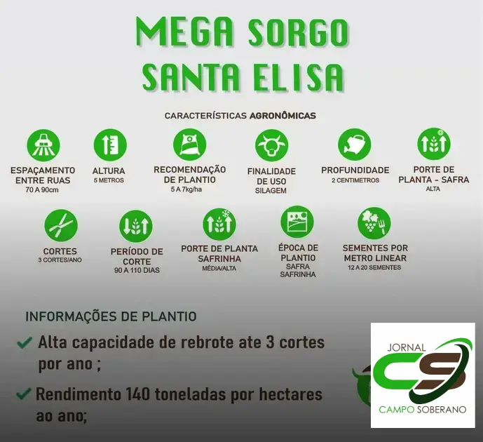Venda de sementes de Mega Sorgo Santa Elisa para silagem em Ourolândia: saiba por que escolher essa opção