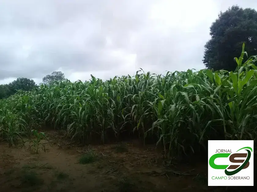 Venda de sementes de Mega Sorgo Santa Elisa para silagem em Palmas de Monte Alto