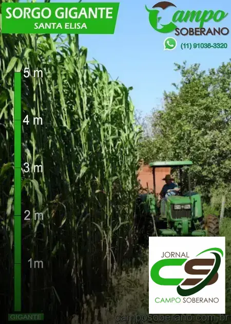 Venda de sementes de Mega Sorgo Santa Elisa para silagem em Paripiranga