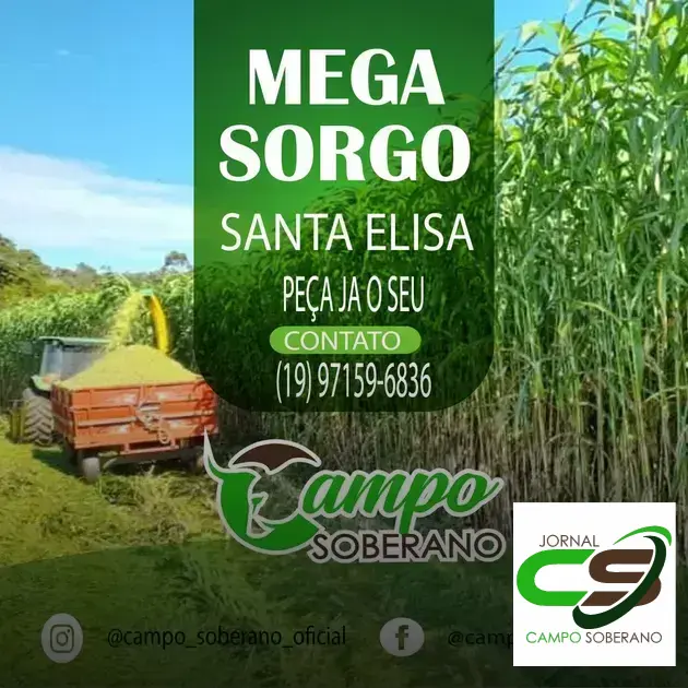 Venda de sementes de Mega Sorgo Santa Elisa para silagem em Piatã