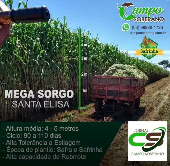 Venda de sementes de Mega Sorgo Santa Elisa para silagem em Prado: a escolha ideal para sua produção