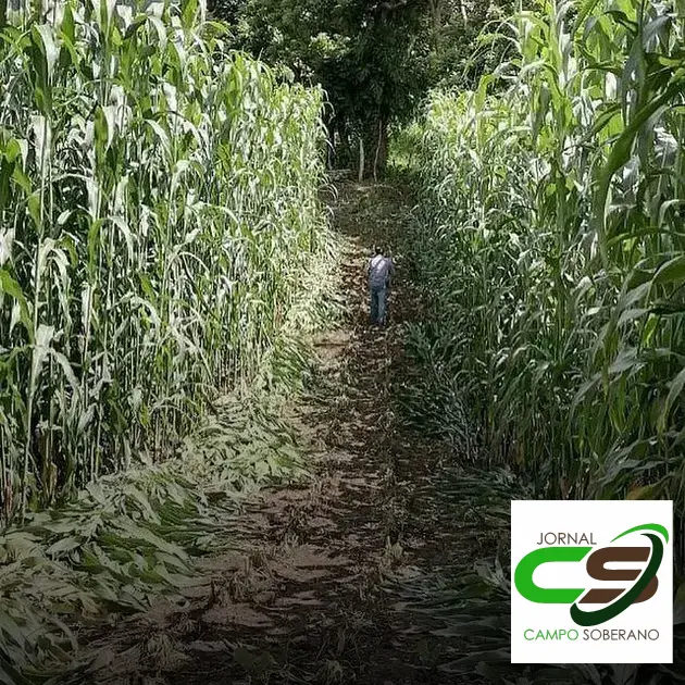 Venda de sementes de Mega Sorgo Santa Elisa para silagem em Queimadas