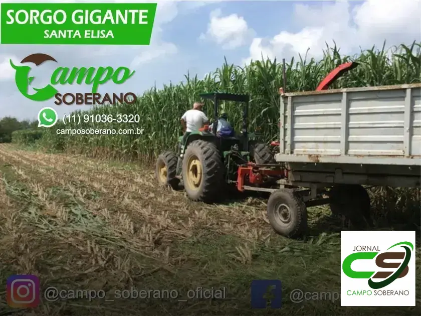 Venda de sementes de Mega Sorgo Santa Elisa para silagem em Rafael Jambeiro: saiba mais sobre a melhor opção para sua lavoura 1 Venda de sementes de Mega Sorgo Santa Elisa para silagem em Rafael Jambeiro