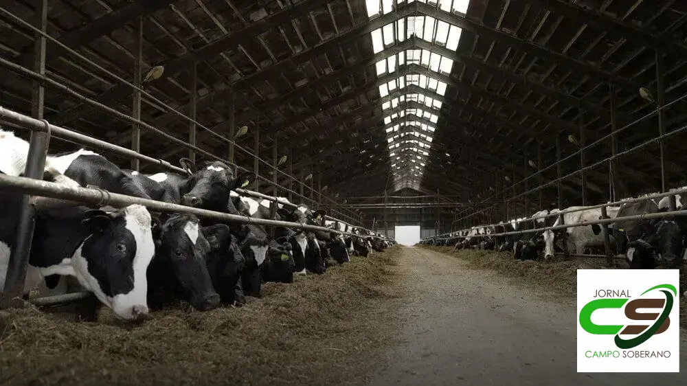 Venda de sementes de Mega Sorgo Santa Elisa para silagem em Rio do Antônio