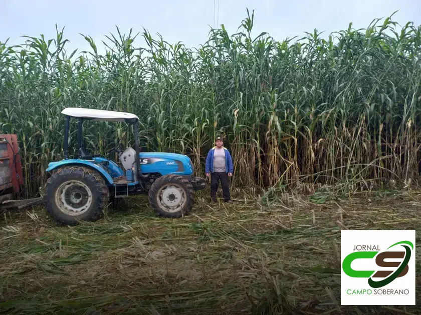 Venda de sementes de Mega Sorgo Santa Elisa para silagem em Santo Amaro