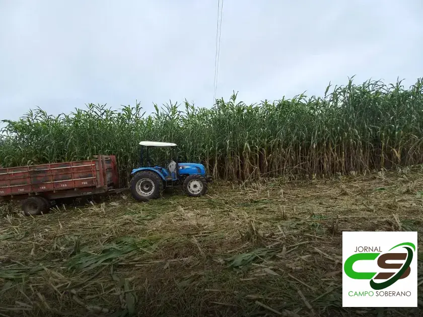 Venda de sementes de Mega Sorgo Santa Elisa para silagem em São Félix do Coribe