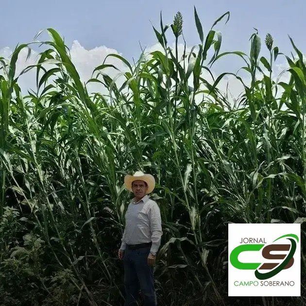 Venda de sementes de Mega Sorgo Santa Elisa para silagem em São Miguel das Matas