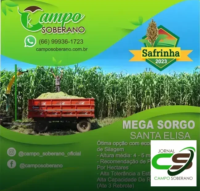Venda de sementes de Mega Sorgo Santa Elisa para silagem em Saubara