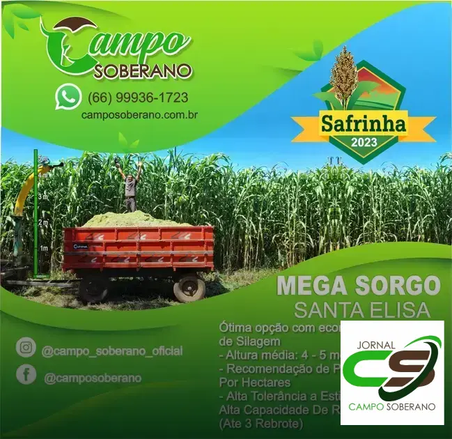 Venda de sementes de Mega Sorgo Santa Elisa para silagem em Saubara