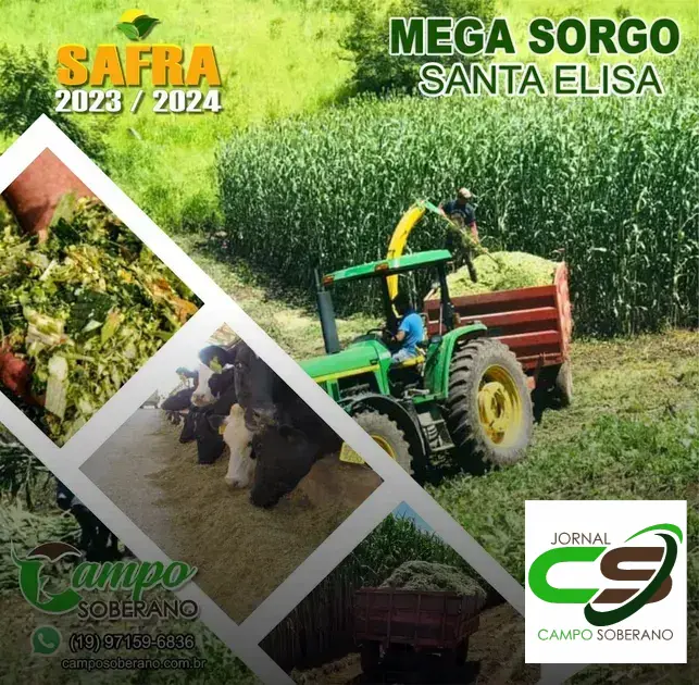Venda de sementes de Mega Sorgo Santa Elisa para silagem em Simões Filho