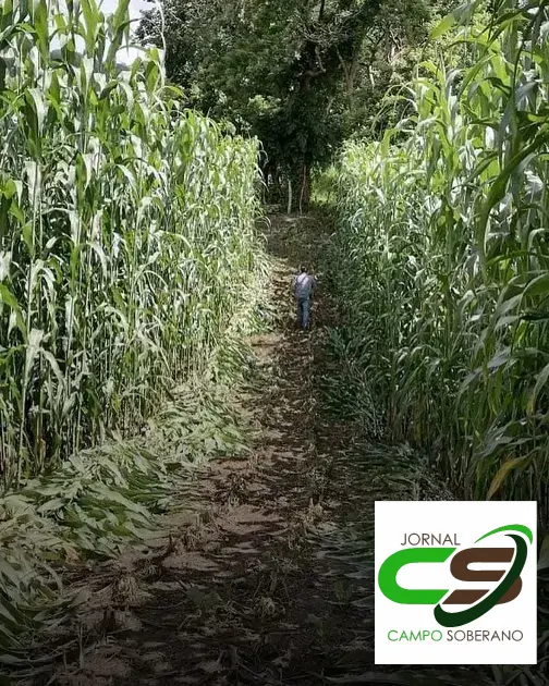 Venda de sementes de Mega Sorgo Santa Elisa para silagem em Sítio do Quinto