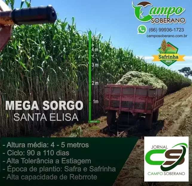 Venda de sementes de Mega Sorgo Santa Elisa para silagem em Teixeira de Freitas