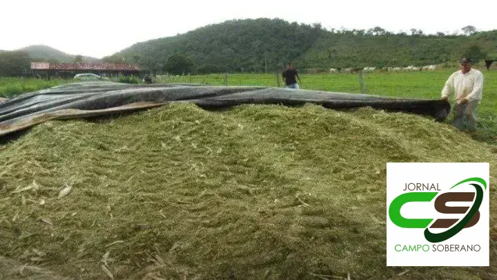 Venda de sementes de Mega Sorgo Santa Elisa para silagem em Teolândia
