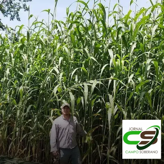 Venda de sementes de Mega Sorgo Santa Elisa para silagem em Uauá