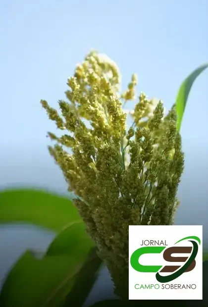 Venda de sementes de Mega Sorgo Santa Elisa para silagem em Uibaí