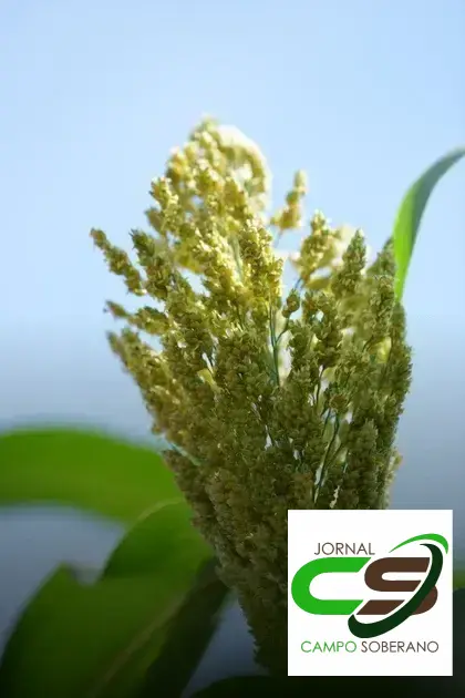 Venda de sementes de Mega Sorgo Santa Elisa para silagem em Uibaí