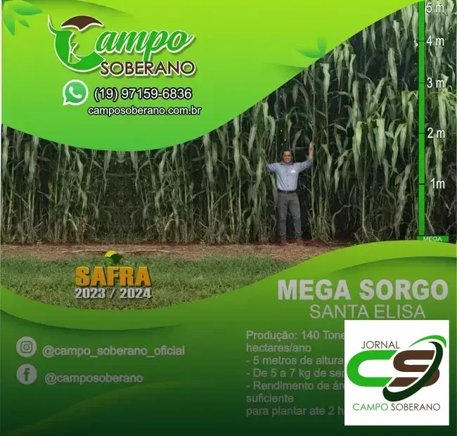 Venda de sementes de Mega Sorgo Santa Elisa para silagem em Umburanas