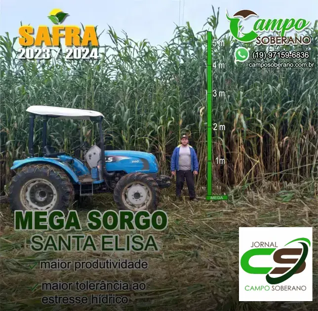 Venda de sementes de Mega Sorgo Santa Elisa para silagem em Una