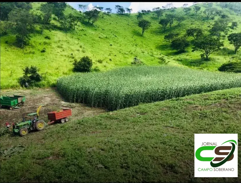 Venda de sementes de Mega Sorgo Santa Elisa para silagem em Wanderley