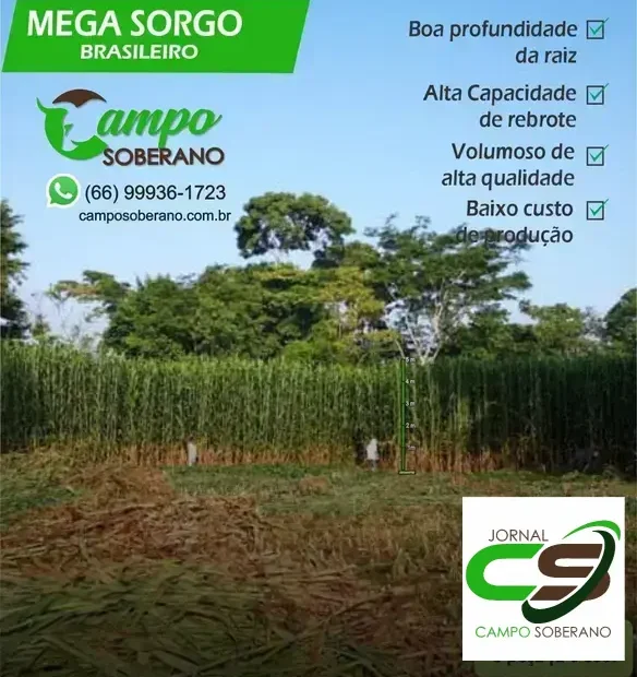 Venda de sementes de Mega Sorgo Santa Elisa para silagem em Xique-Xique
