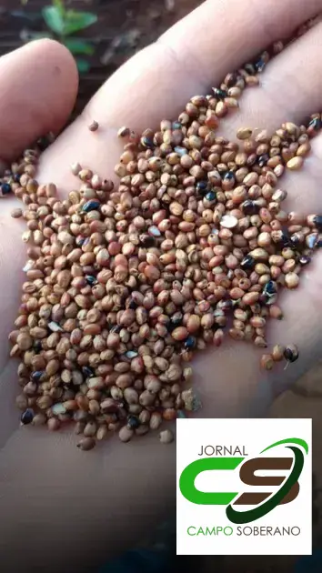 Venda de sementes de Mega Sorgo Santa Elisa para silagem em Pilão Arcado