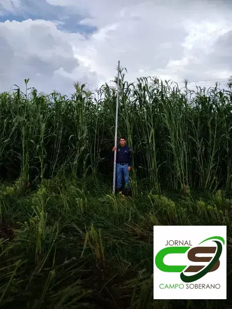 Venda de sementes de Mega Sorgo Santa Elisa: qualidade garantida para silagem em Tabocas do Brejo Velho