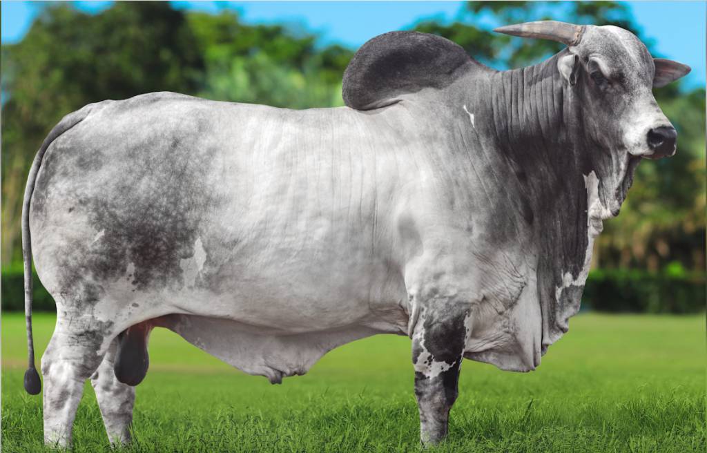 "vende sêmen de alto padrão neste domingo - SBA1" - Genética BR. 25 Genética BR vende sêmen de alto padrão neste domingo - SBA1