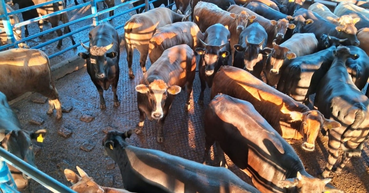 Wagyu Akaushi: Novilhas surpreendem com peso incrível em SP