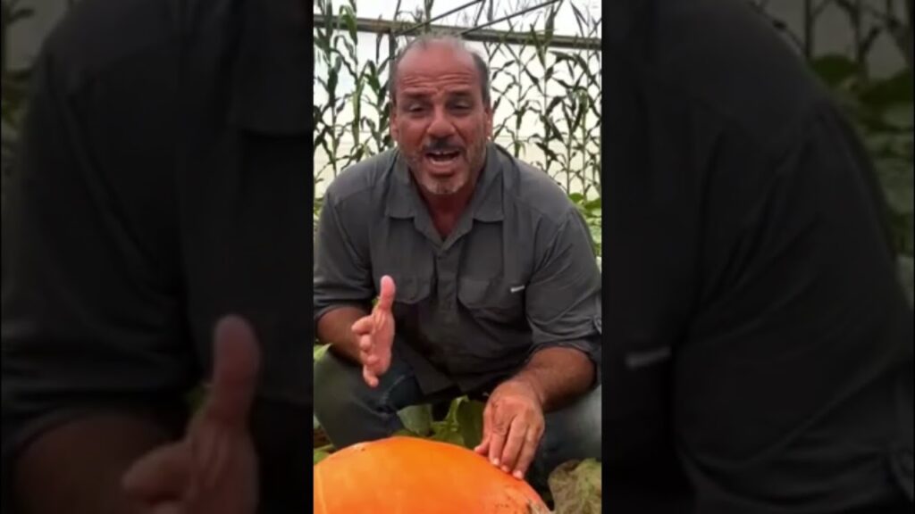 XXIII Curso sobre Tecnologia de Produção de Sementes de Hortaliças 2 xxiii curso sobre tecnologia de producao de sementes de hortalicas