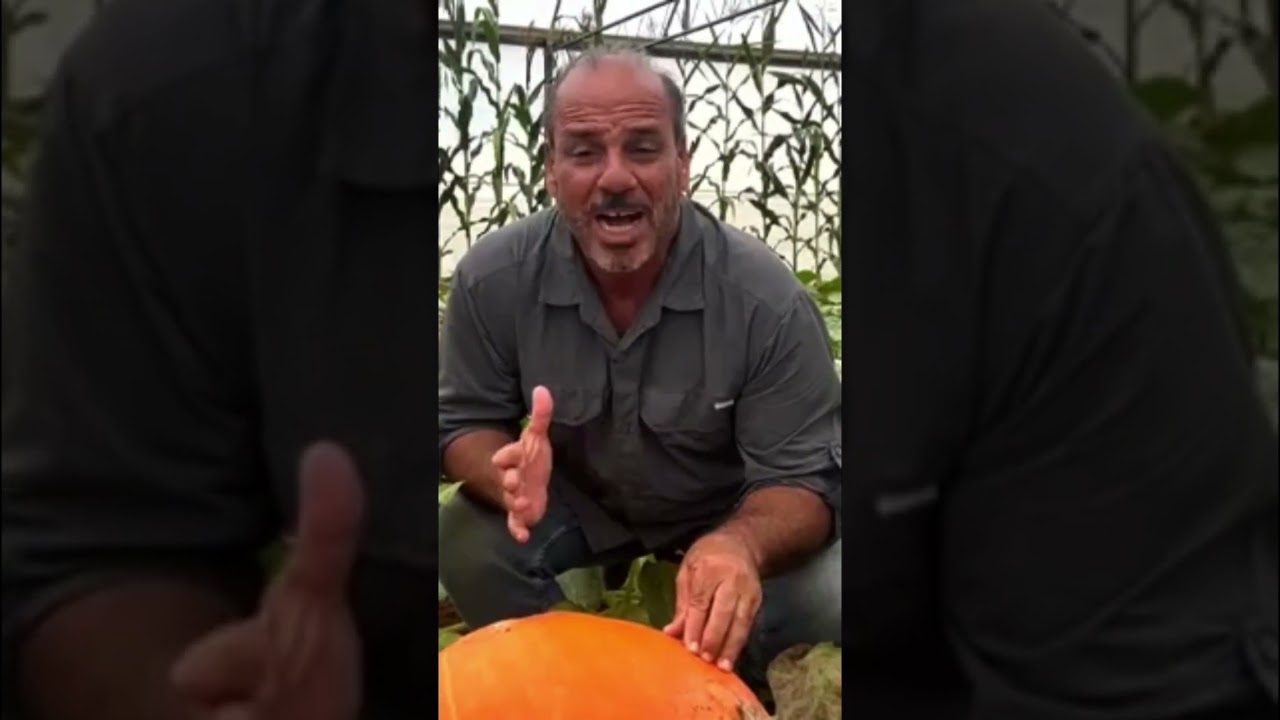 xxiii curso sobre tecnologia de producao de sementes de hortalicas