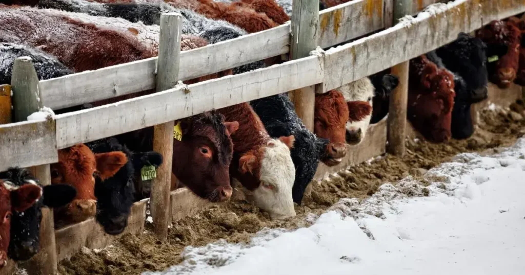 Gado em clima frio