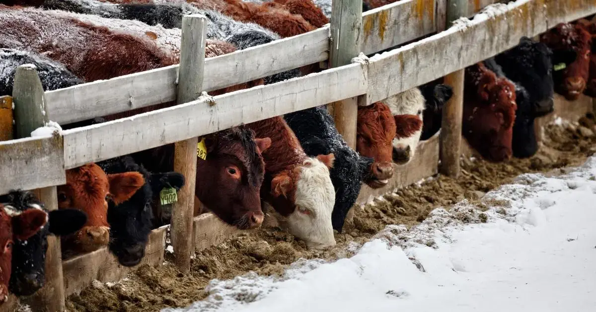 Gado em clima frio