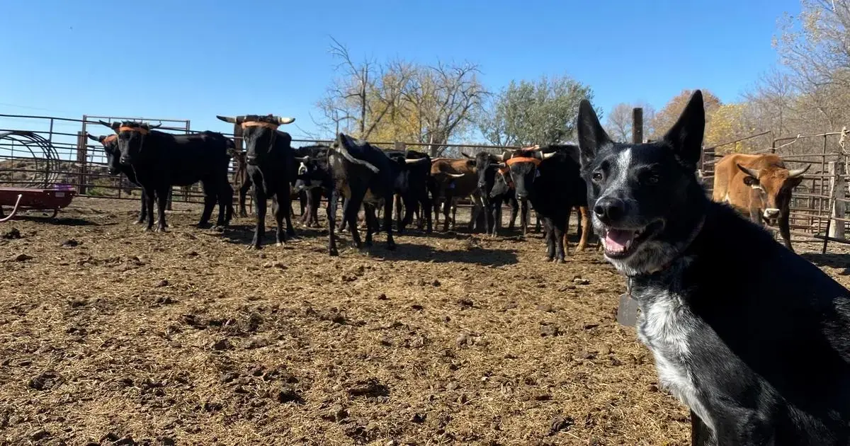 Saúde de cães de fazenda