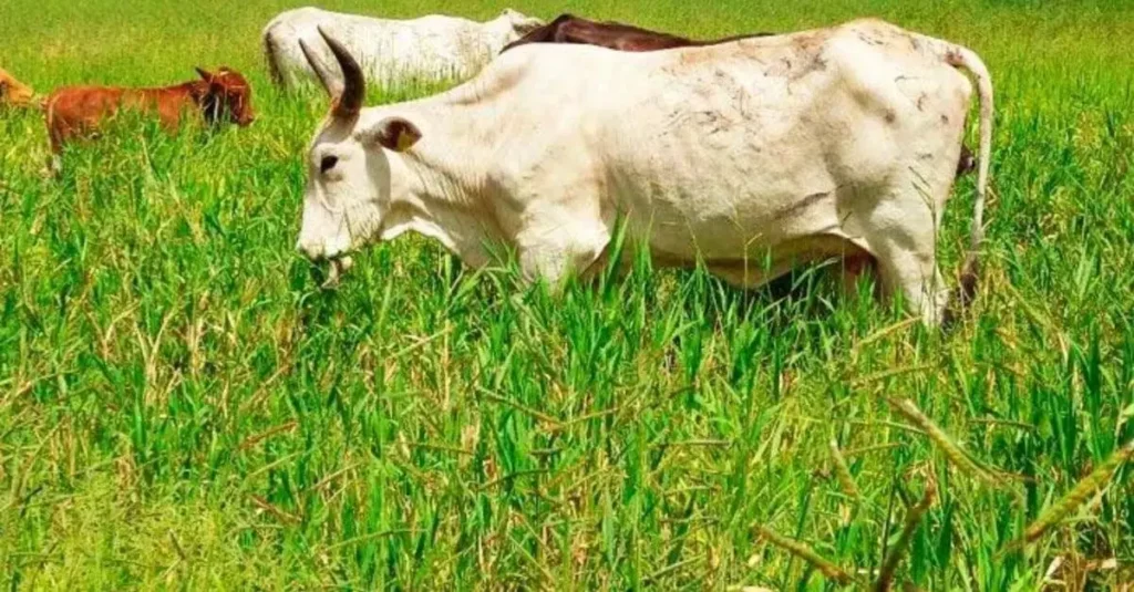 Brachiaria híbrida Cayman