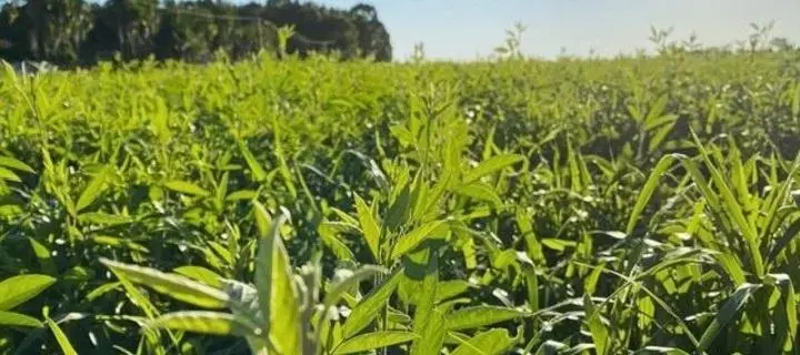 Leguminosas para Pastagem