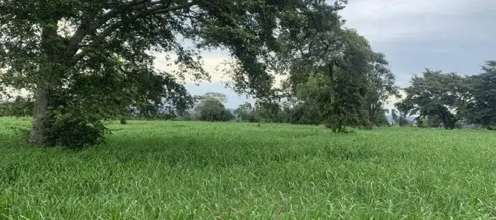 “7 Melhores Práticas de Formação e Renovação de Pastagens para um Pasto Produtivo e Sustentável”