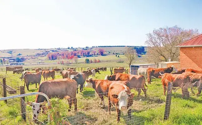 Sucesso para pequenos agricultores